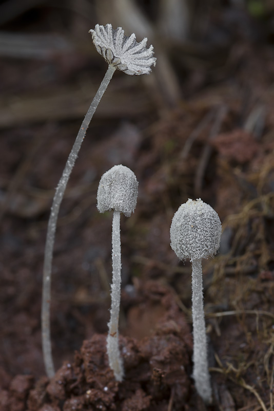 Coprinopsis candidatus